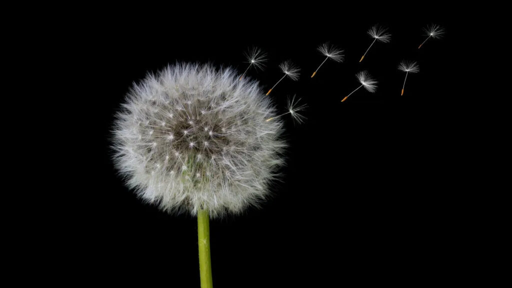 how to make dandelion in infinite craft